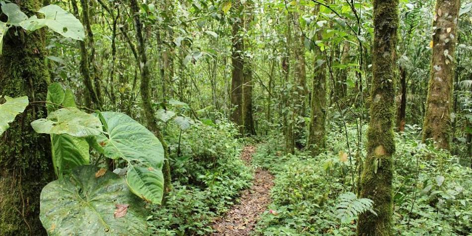 Colombia, entre los países clave para restaurar los bosques tropicales –  RAISG